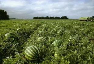 南昌吃瓜地,街头文化新风尚的兴起与影响