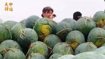 汾阳吃瓜现场在哪