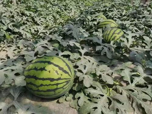 寿光房顶上吃瓜,夏日里的田园风情