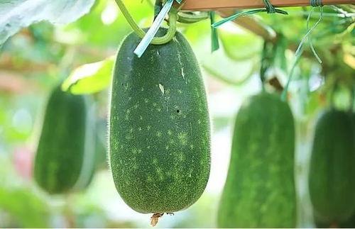 629吃瓜四,一场网络热议背后的真相与反思