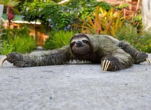 动物吃凉瓜视频,动物们的清凉盛宴