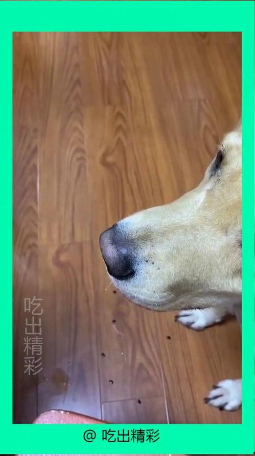 小狗吃瓜日常,小狗吃瓜日常趣事记