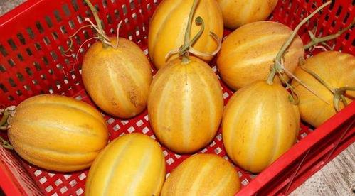 开心瓜怎么吃,轻松解锁美味新体验